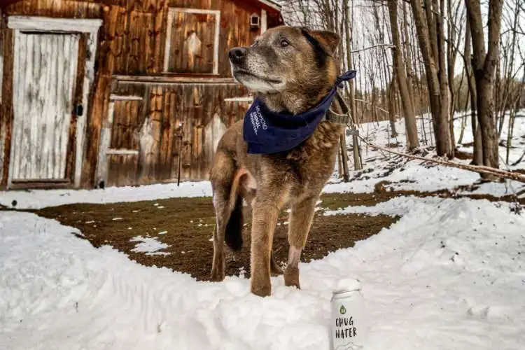 outdoors-dog-wellness.png